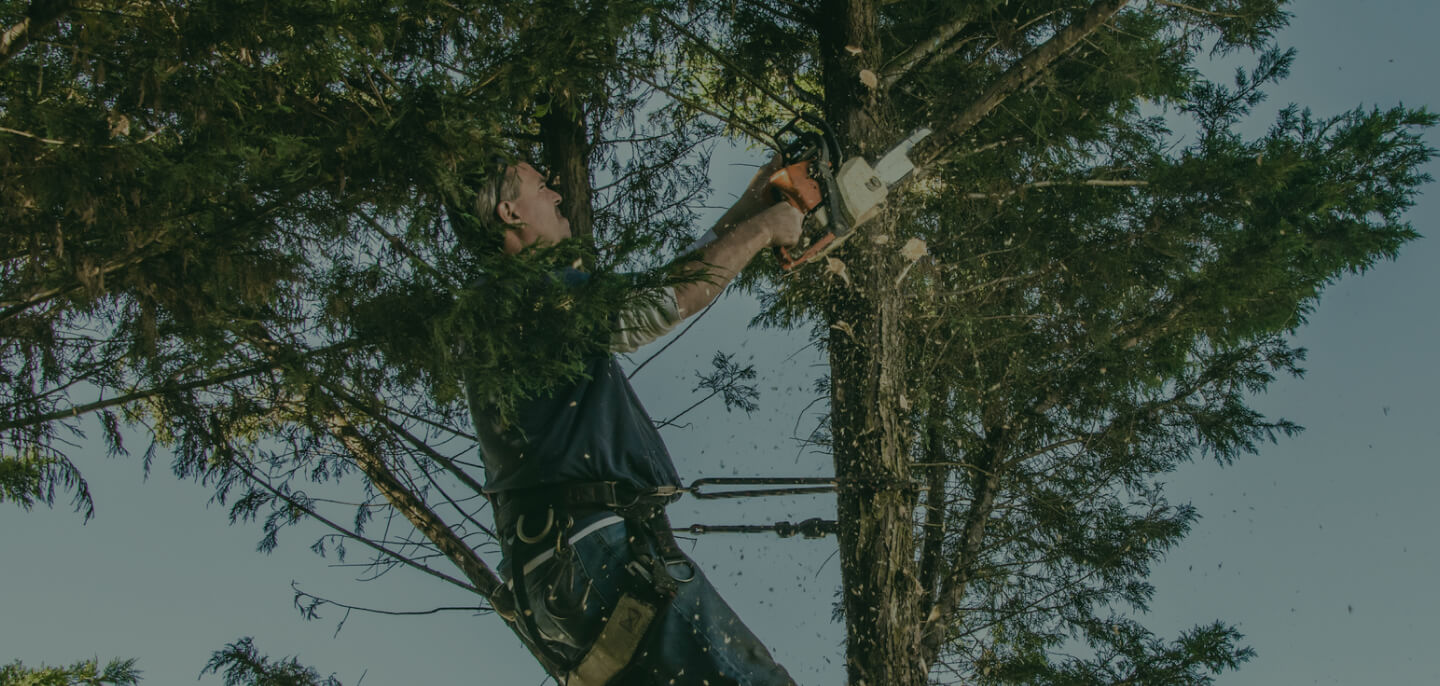 Tree Trimming Services