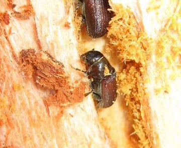 Douglas-fir Beetle