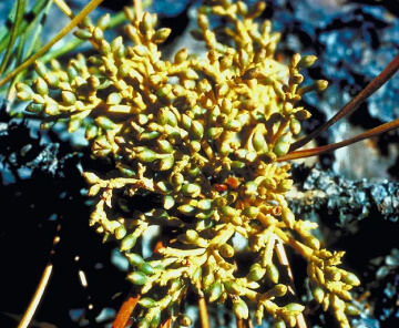 Dwarf Mistletoe