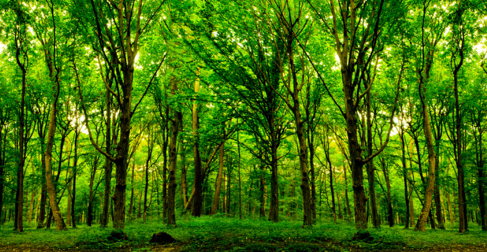 Forest foliage greenery scene
