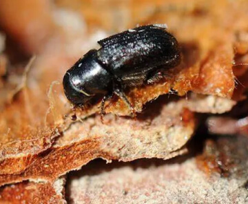 Mountain Pine Beetle