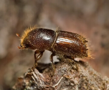 Spruce Beetle