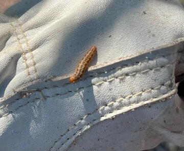 Western Spruce Budworm