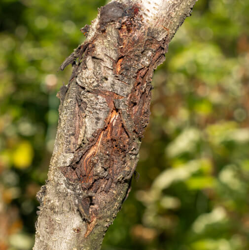 diseased-affected-branches-of-peach-and-nectarine-close-up-macro