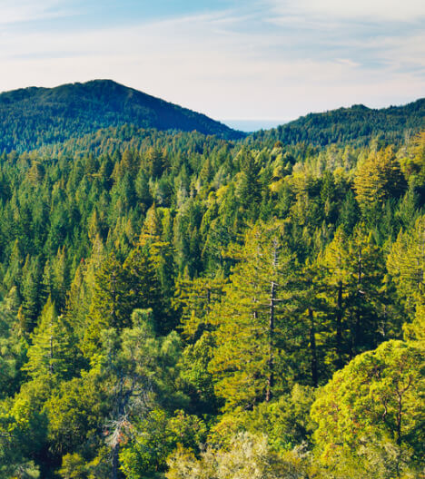 forest mountains