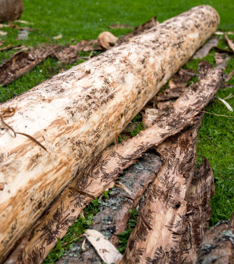 infested-wood-trunk-removed-bark