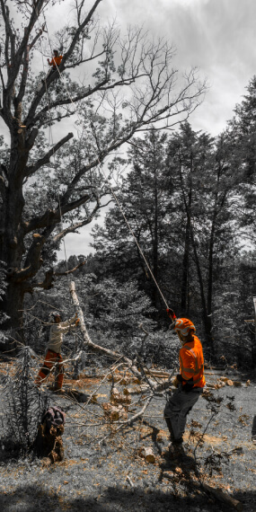 worker-standing-orange-shirt-bottom-tree-while-worker-tree-cutting