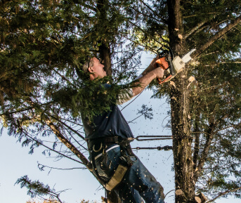 service - Tree Trimming Services
